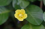 Creeping waterprimrose